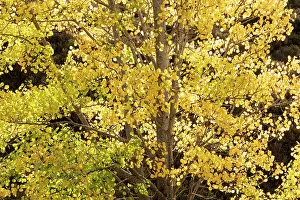 Malpighiales Prints: Aspen (Populus tremula) tree backlit highlighting bright yellow autumn foliage