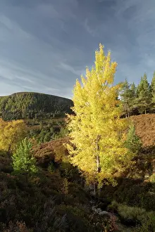 Grampian Prints: Aspen (Populus tremula) tree displaying bright yellow autumn foliage