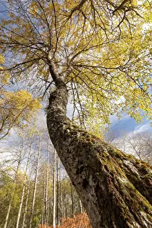 Malpighiales Prints: Aspen (Populus tremula) tree, low angle view looking up trunk towards branches and bright yellow leaves