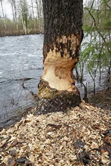 Malpighiales Prints: Aspen (Populus tremula) tree on river bank with Eurasian beaver (Castor fiber) gnawing marks on trunk