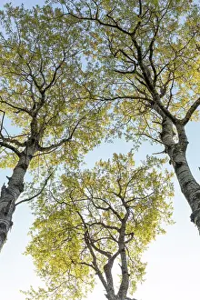 Quaking Aspen Prints: Aspen (Populus tremula) tree showing early spring foliage