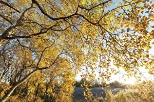 Malpighiales Prints: Aspen (Populus tremula) trees in autumn displaying bright yellow foliage