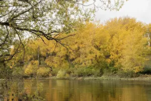 Malpighiales Prints: Aspen (Populus tremula) trees in autumn growing alongside the River Spey near Grantown-on-Spey