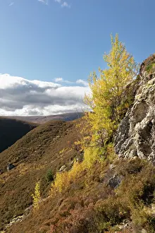 Grampian Prints: Aspen (Populus tremula) trees in autumn growing on a steep inaccessible rock face