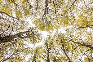 Malpighiales Prints: Aspen (Populus tremula) trees in autumn - wide view looking up towards canopy