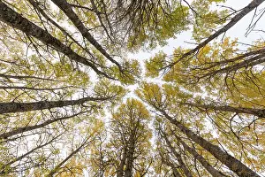 Malpighiales Prints: Aspen (Populus tremula) trees in autumn - wide view looking up towards canopy