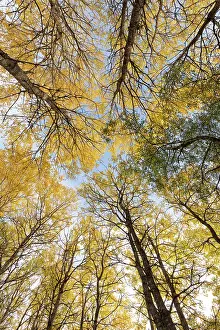 Malpighiales Prints: Aspen (Populus tremula) trees in autumn - wide view looking up towards canopy