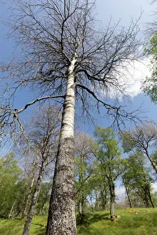 Quaking Aspen Prints: Aspen (Populus tremula) trees in late May still to come into leaf