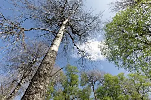 Quaking Aspen Prints: Aspen (Populus tremula) trees in late May still to come into leaf