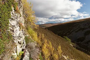 Grampian Prints: Aspen (Populus tremula) trees stand and suckers in autumn growing on a steep inaccessible rock face