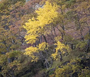 Images Dated 2nd April 2020: Aspen (Populus tremula) Wester Ross, Scotland, UK. November