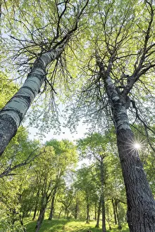 Malpighiales Prints: Aspen (Populus tremula) woodland in early summer