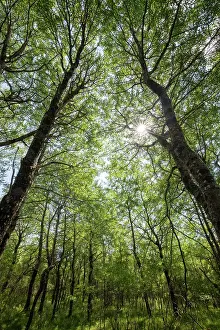 Malpighiales Prints: Aspen (Populus tremula) woodland in early summer