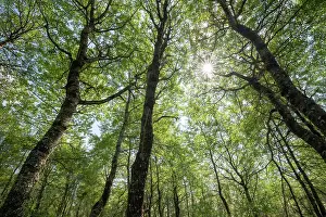 Malpighiales Prints: Aspen (Populus tremula) woodland in early summer