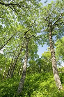 Malpighiales Prints: Aspen (Populus tremula) woodland in early summer