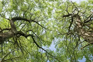 Malpighiales Prints: Aspen (Populus tremula) woodland in early summer