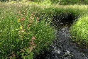 Malpighiales Prints: Aspen saplings (Populus tremula) growing next to stream, Perthshire, Scotland, UK. June