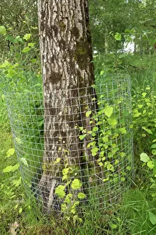 Malpighiales Prints: Aspen tree (Populus tremula) protected with wire mesh to prevent gnawing and felling by beaver