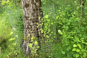 Malpighiales Prints: Aspen tree (Populus tremula) protected with wire mesh to prevent gnawing and felling by beaver