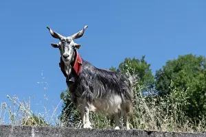 Italy Prints: Aspromonte goat (Capra hircus) portrait, Aspromonte National Park, Calabria, Italy. June