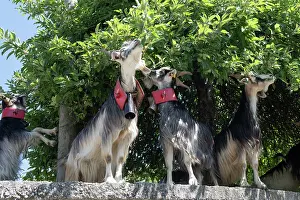 Italy Prints: Aspromonte goats (Capra hircus) herd sheltering in shade of a tree and feeding on leaves