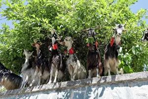 Italy Prints: Aspromonte goats (Capra hircus) herd sheltering in shade of a tree and feeding on leaves