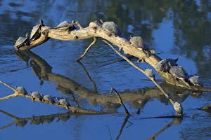 Assam roofed turtle (Kachuga sylhetensis) fourteen basking on log, Kaziranga National Park