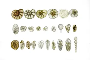 Magnification Prints: Assorted Foraminifera arranged on a microscope slide, focus-stacked light micrograph