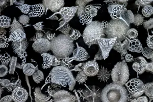 Cryptic Prints: Assorted radiolaria on an antique microscope slide