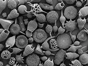 False Coloured Prints: Assorted radiolaria, electron micrograph