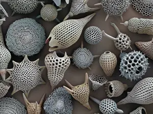 False Coloured Prints: Assorted radiolaria, false-coloured scanning electron micrograph