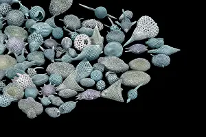 False Coloured Prints: Assorted radiolaria, false-coloured scanning electron micrograph