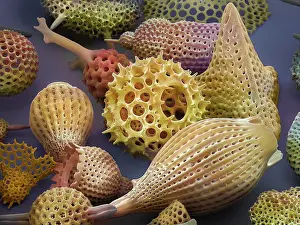 False Coloured Prints: Assorted radiolaria, false-coloured scanning electron micrograph