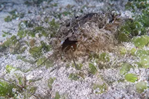 Gastropoda Prints: Ass's ear abalone (Haliotis asinina) camouflaged on seabed