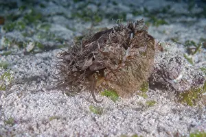 Gastropoda Prints: Ass's ear abalone (Haliotis asinina) camouflaged on seabed