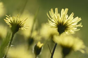 Yellow Collection: Aster flowers (Asteraceae sp) Vosges, France, May