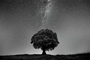 French Oak Prints: Astrophotography- English Oak Tree (Quercus robur) under stars of the Milky Way
