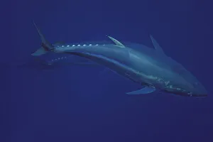 Images Dated 26th May 2009: Atlantic bluefin tuna (Thunnus thynnus) captive, Malta, Mediteranean, May 2009