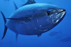 Wild Wonders of Europe 4 Gallery: Atlantic bluefin tuna (Thunnus thynnus) portrait, captive, Malta, Mediteranean, May