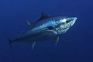 Images Dated 26th May 2009: Atlantic bluefin tuna (Thunnus thynnus) portrait, captive, Malta, Mediteranean, May 2009
