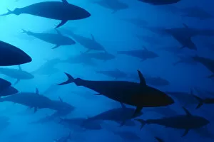 Images Dated 26th May 2009: Atlantic bluefin tuna (Thunnus thynnus) shoal, captive, Malta, Mediteranean, May