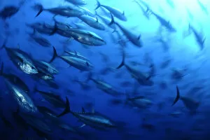 Atlantic bluefin tuna (Thunnus thynnus) shoal, captive, Malta, Mediteranean, May 2009