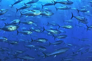 Aquafarming Gallery: Atlantic bluefin tuna (Thunnus thynnus) within tuna farm, containing around 1000 per net