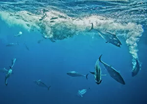 Actinopterygii Gallery: Atlantic bonito (Sarda sarda) attacking a school of Spanish sardines (Sardinella aurita)