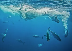 Surface Prints: Atlantic bonito (Sarda sarda) attacking a school of Spanish sardines (Sardinella aurita)