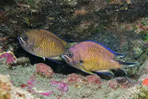Dameselfishes Prints: Atlantic chromis (Chromis limbatus) pair