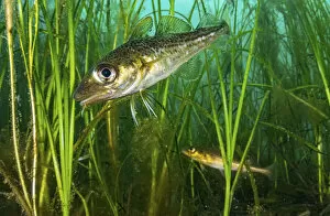Images Dated 1st March 2021: Atlantic cod (Gadus morhua) juveniles hiding in Eelgrass (Zostera marina) bed