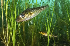 Alismatales Prints: Atlantic cod (Gadus morhua) juveniles hiding in Eelgrass (Zostera marina) bed