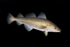 Images Dated 9th October 2008: Atlantic cod (Gadus morhua) portrait, Saltstraumen, Bod, Norway, October 2008