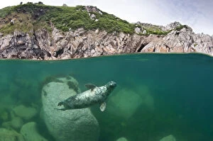 2010 Highlights Collection: Atlantic grey seal (Halichoerus grypus) swimming beneath the surface, Lundy Island